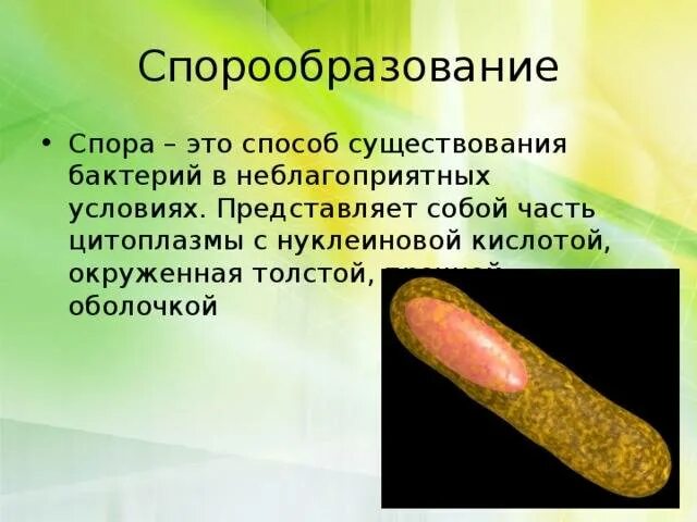Способ образования споры. Способ образования споры. Образование спор у растений. Спорообразное размножение. Спорообразование особенности размножения.
