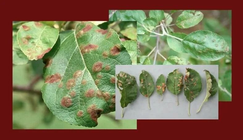 PDF Alternaria Leaf Spot Caused by Alternaria mali on Black Chokeberry in Korea 