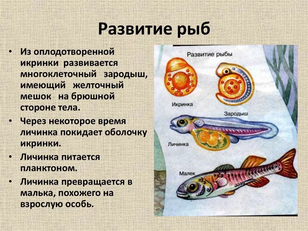 Развитие щуки