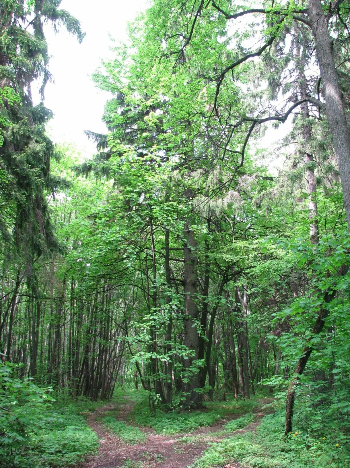 Тамбовский лес. Сосновый лес тамбов. Архиерейский лес тамбов. Тамбовский лес. Тамбовский лес.