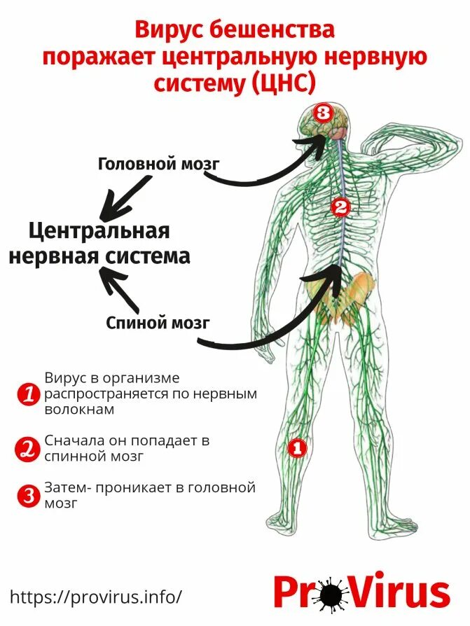 Вирусные инфекции цнс