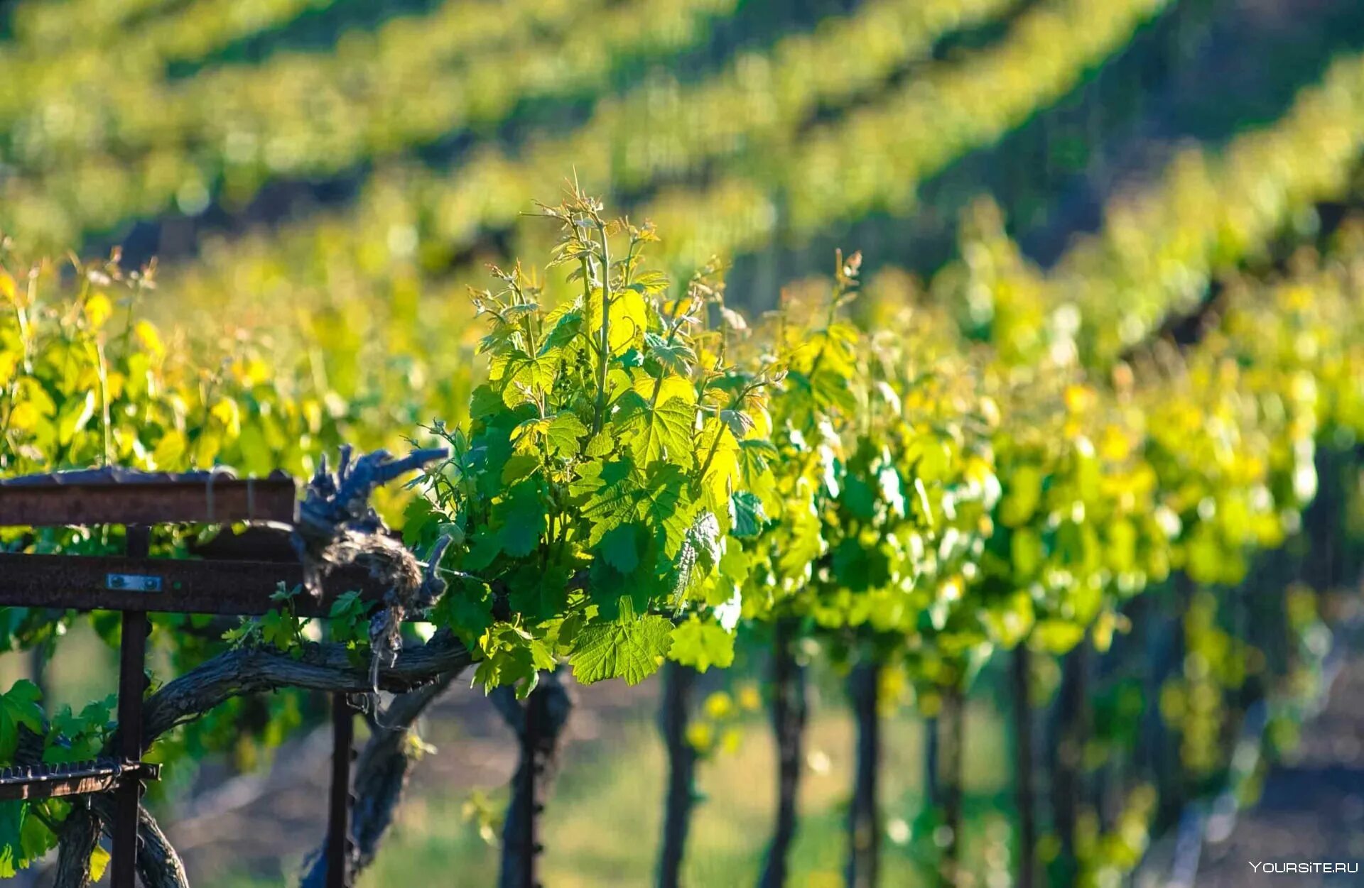 Виноградники рейнхессен германия. Виноградник панорама. Алазанская долина виноградники. Кахетия алазанская долина виноградники. Виноградники абрау дюрсо.