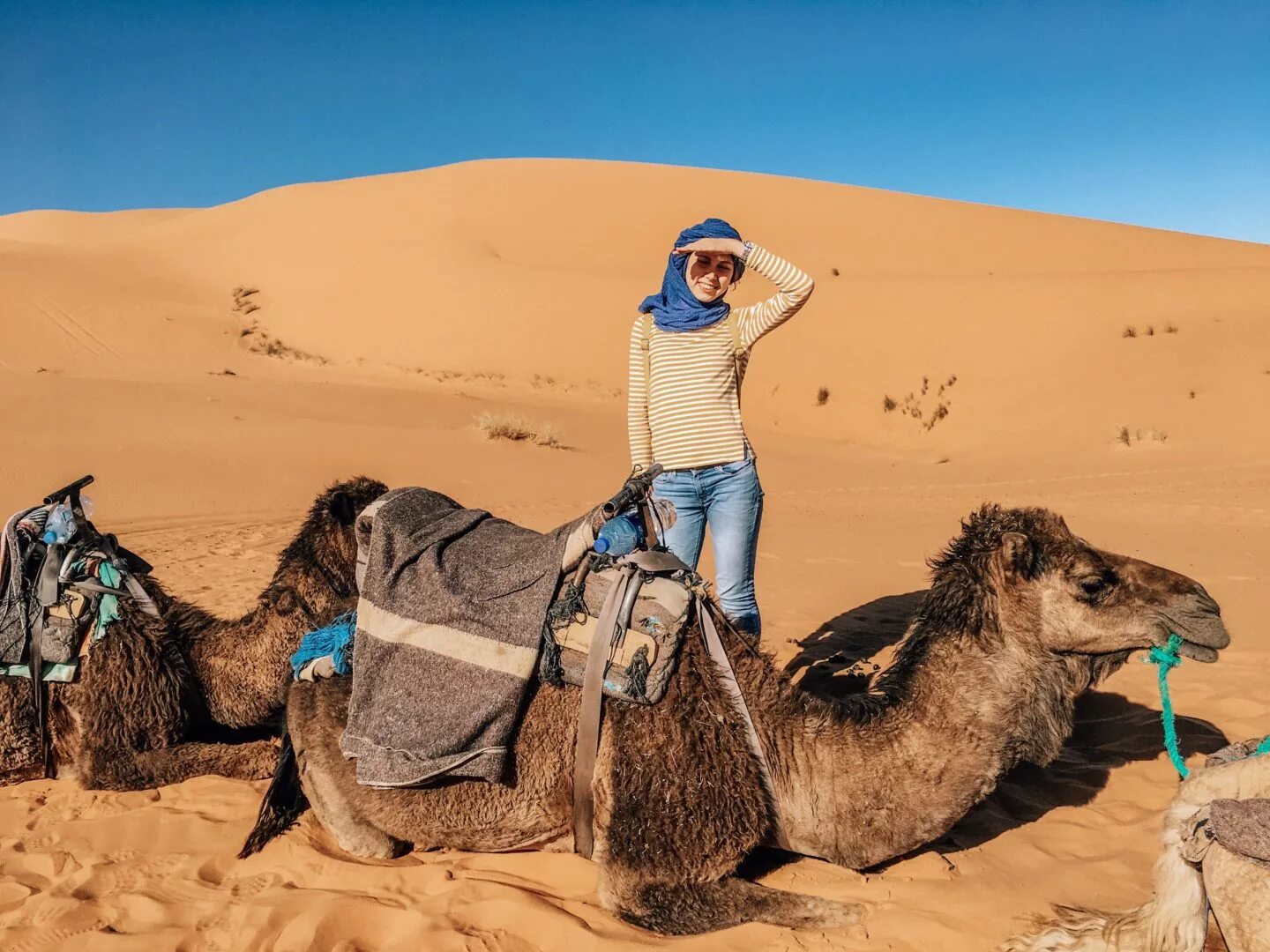 Большой караван. Пустыня Кызылкум Узбекистан. Пустыня Кызылкум Верблюды. Пустыня Кызылкум Узбекистан Верблюды. Верблюд в пустыне.