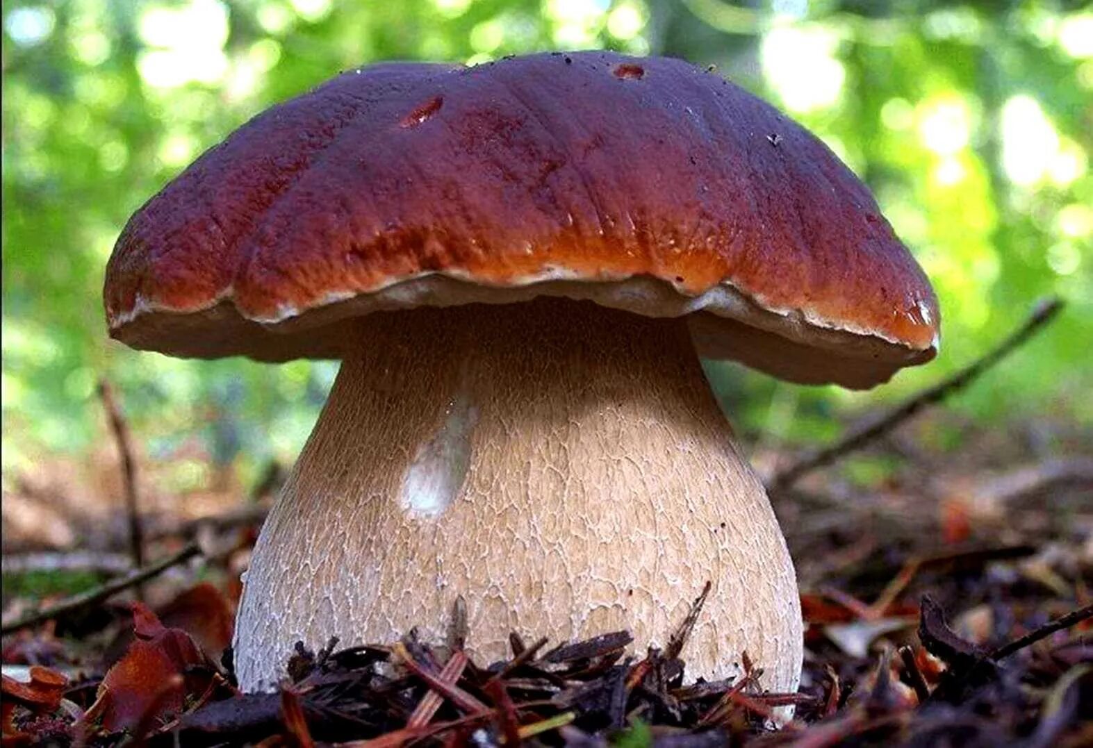 Грибы это. Боровик девичий (Boletus appendiculatus). Белый гриб Боровик. Боровик - белый гриб Боровик. Боровик придаточковый Боровик девичий.