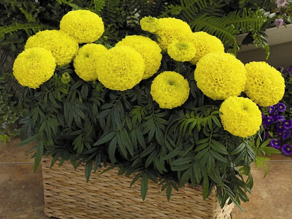 Бархатцы шарами. Бархатцы прямостоячие (Tagetes erecta). Бархатцы прямостоячие низкорослые. Бархатцы Ацтек лайм Грин. Бархатцы прямостоячие Антигуа микс.