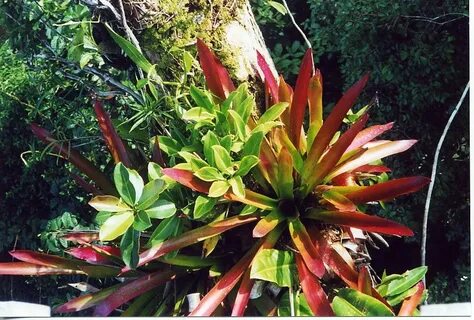 Rainforest plants