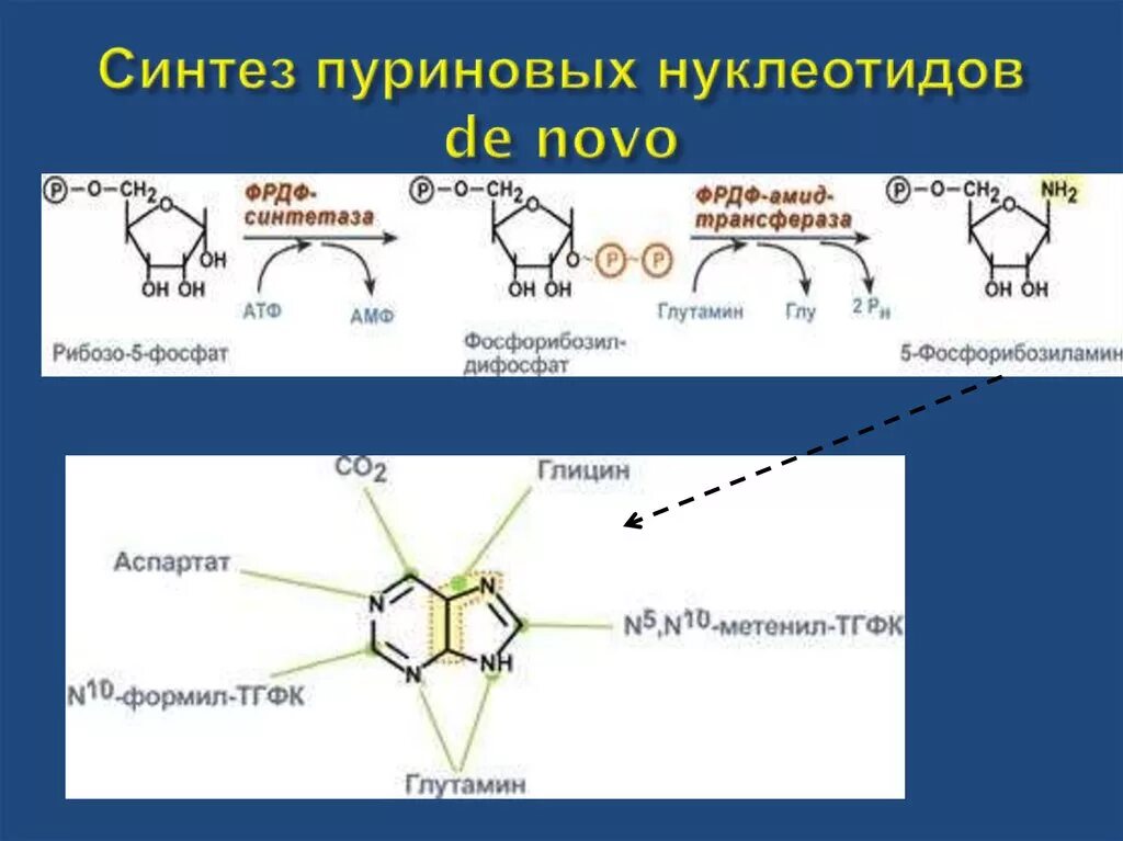 Синтез пуриновых нуклеотидов de novo. Схема пути синтеза пуриновых и пиримидиновых нуклеотидов. Основной путь синтеза пуриновых нуклеотидов. Схема путей синтеза пуриновых нуклеотидов биохимия. Синтезируется цепь содержащая рибозу