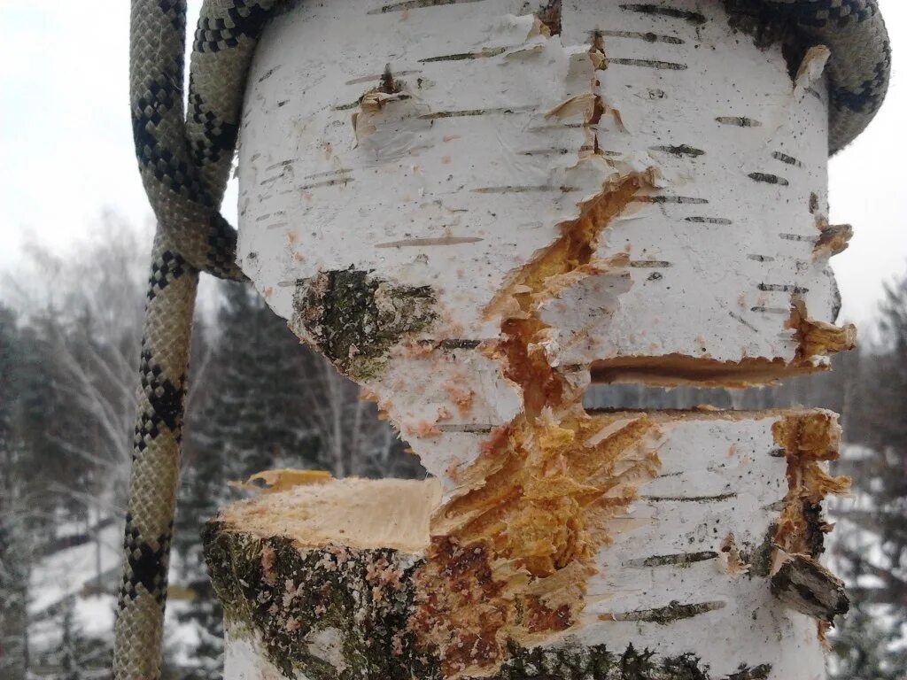 Спиленное дерево во дворе. Свалить дерево. Березы пилить. Пилит березу. Спил березы.
