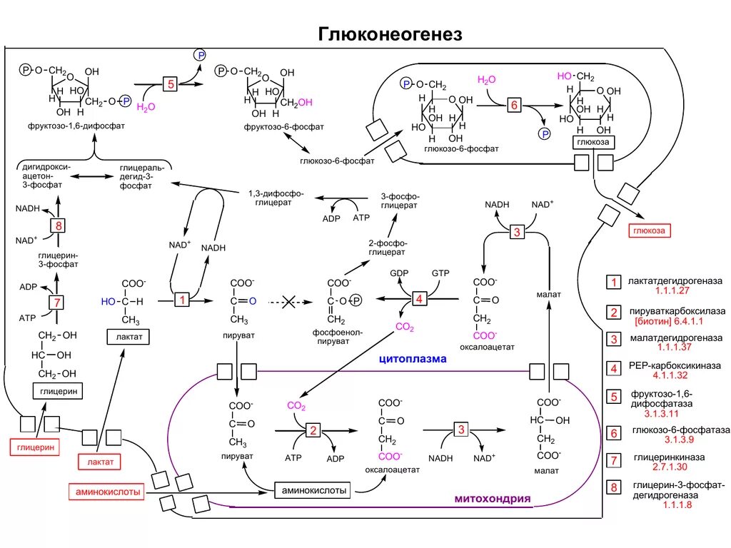 Схема процесса глюконеогенеза биохимия. Схема синтеза Глюкозы из пирувата. Глюконеогенез биохимия схема. Схема реакций глюконеогенеза. Синтез глюконеогенеза