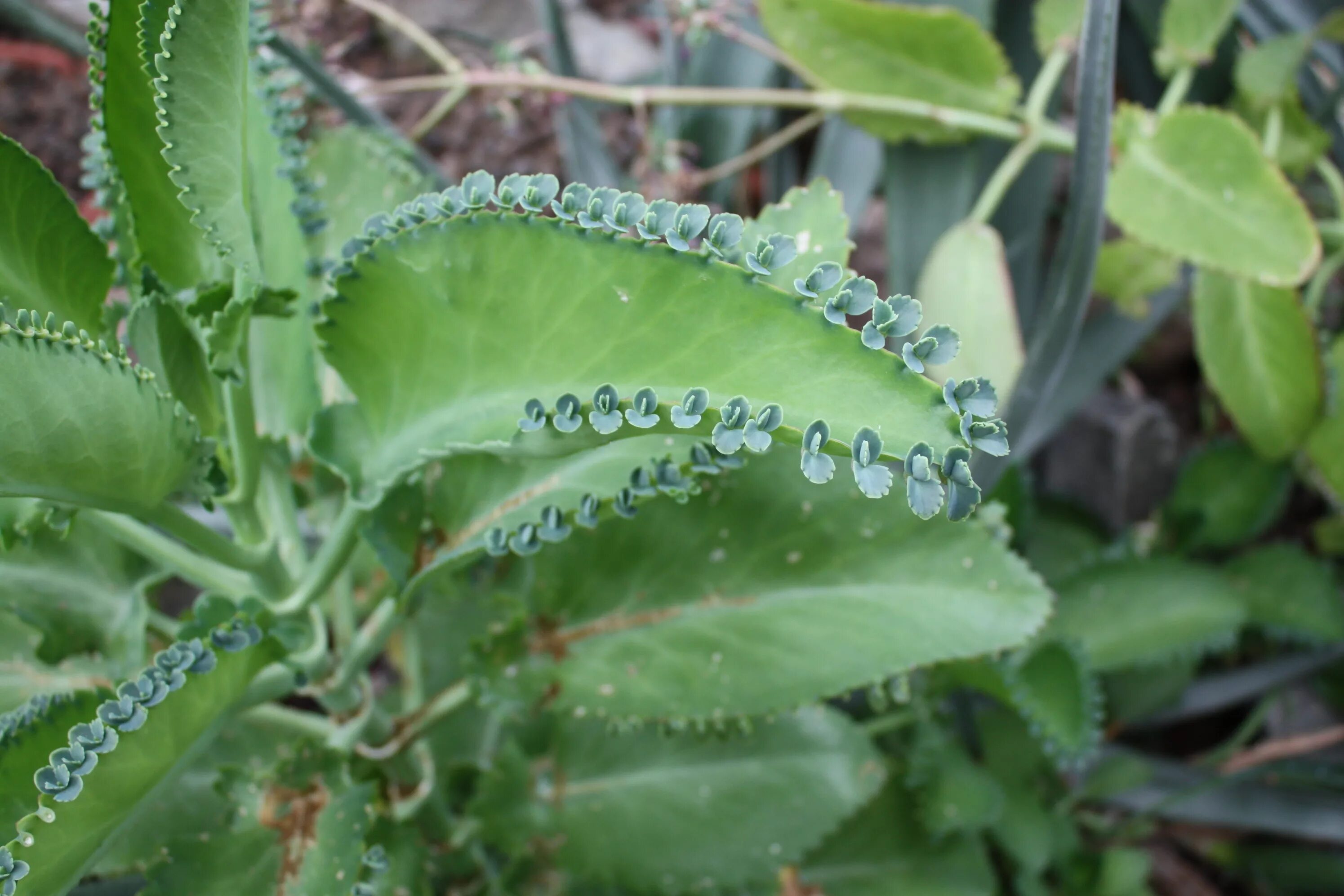 Каланхоэ пильчатолистное (Kalanchoe serratifolium). Цветы каланхоэ Дегремона. Бриофиллум Дегремона. Каланхоэ Дегремона, Блоссфельда. Как разводить каланхоэ