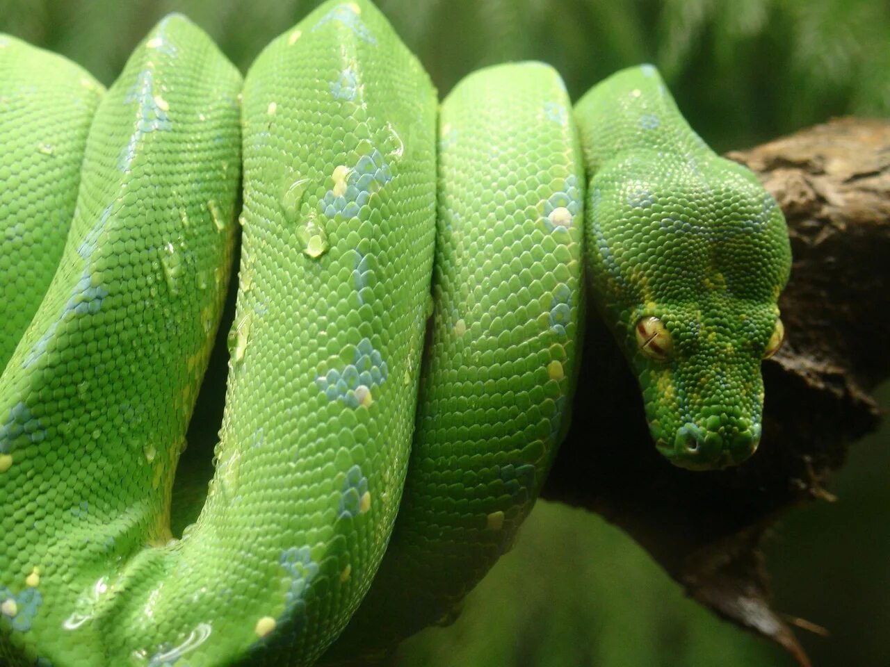 Собакоголовый удав. Изумрудный древесный удав. Corallus caninus. Собакоголовый питон. Собакоголовый древесный боа.