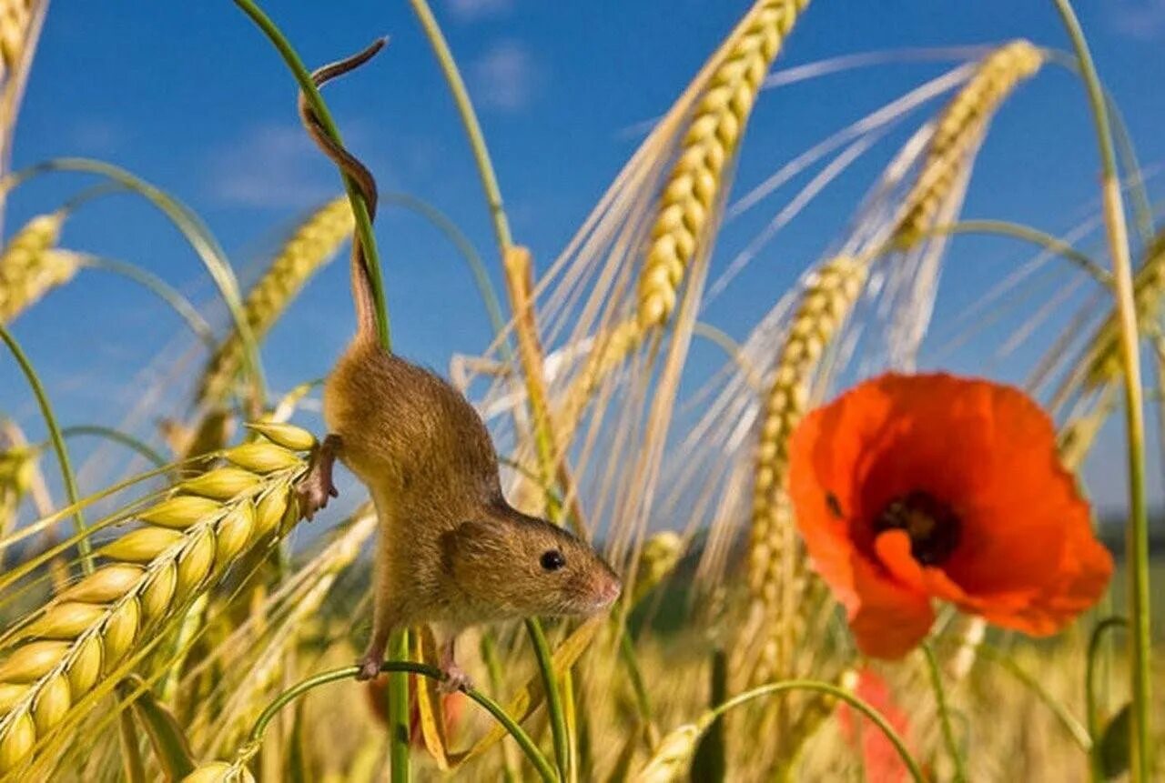 Поле и его обитатели 2 класс. Мышь Малютка полевка. Мышь Малютка Луговая. Мышка полевка в поле. Полевая мышь (полевка): на лугу.