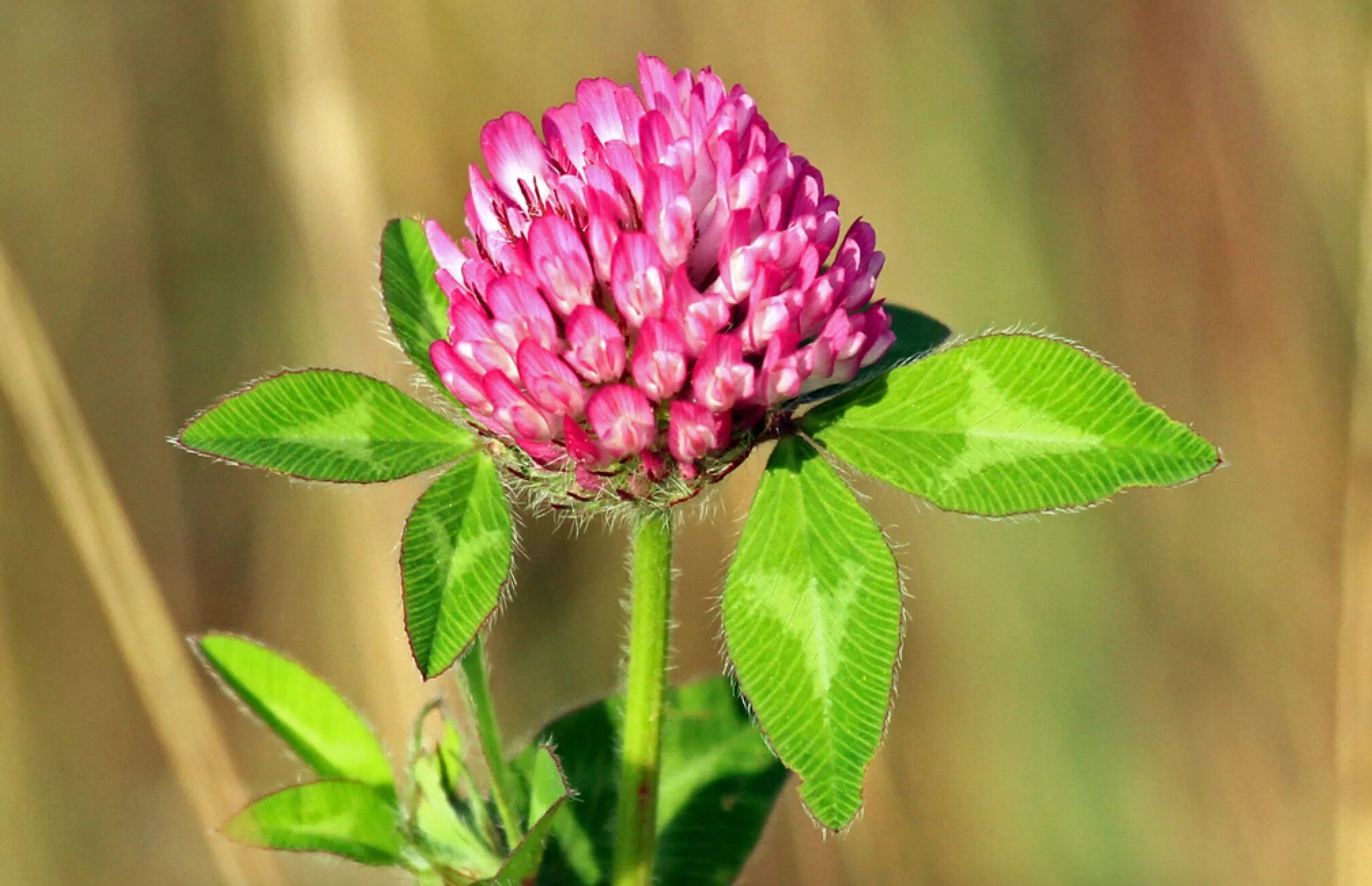 Клевер сайт. Красный Клевер Trifolium pratense. Клевер Луговой Trifolium praténse. Клевер Луговой - Trifolium pratense l. Соцветия клевера красного Лугового.