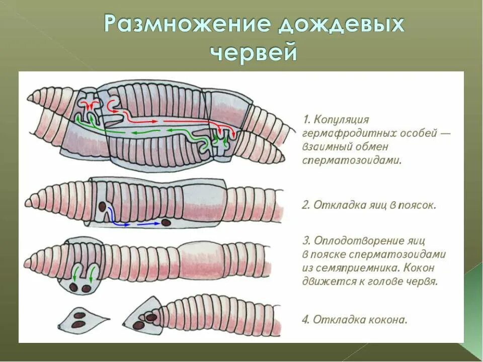 Кольчатые черви половая. Размножение система малощетинковых червей. Бесполое размножение дождевого червя. Размножение кольцевых червей.