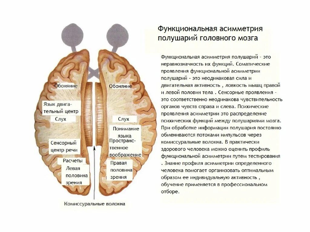 Теория функциональной асимметрии полушарий. Функциональная асимметрия мозга функции полушарий. Функциональная межполушарная асимметрия головного мозга это. Асимметрия полушарий головного мозга. Различие полушарий мозга