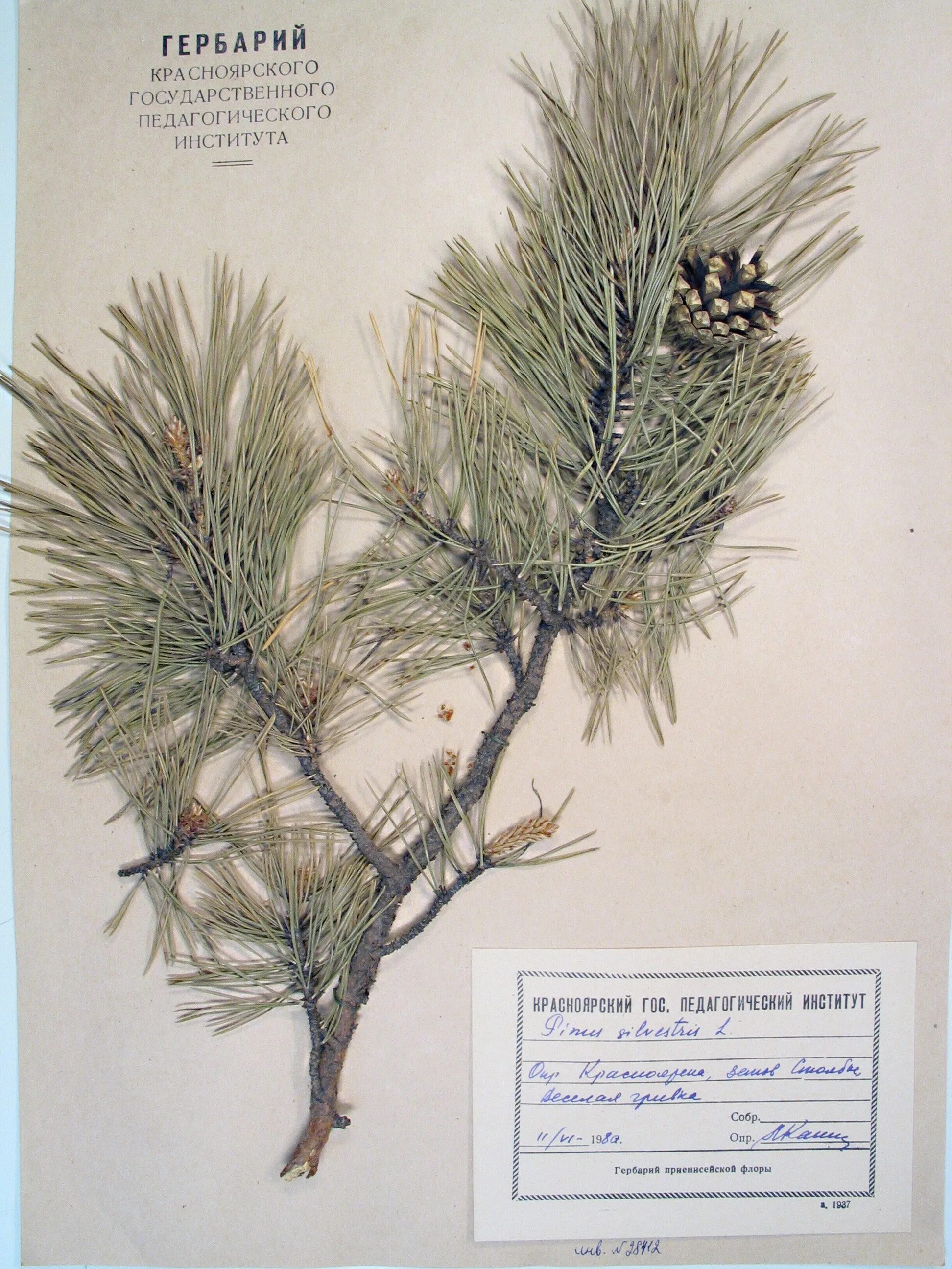 сосна обыкновенная гербарий. Pinus sylvestris l. сосна обыкновенная pinus sylvestris гербарий. Pinus sylvestris гербарий. Pinus sylvestris гербарий.