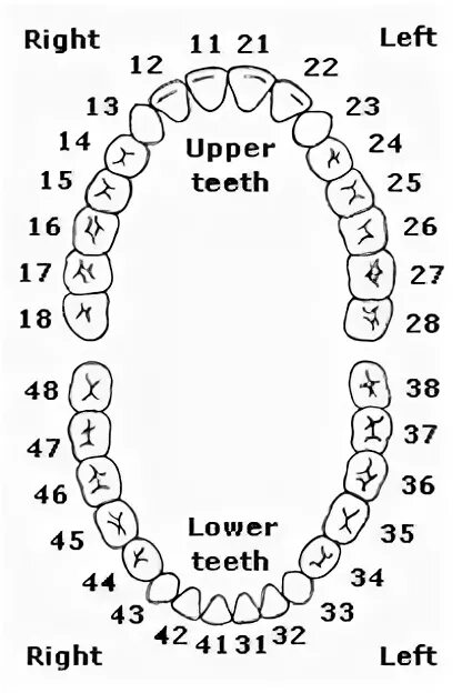 Нумерация зубов в стоматологии схема у взрослых. Нумерация молочных зубов в стоматологии схема. Нумерация зубов во рту человека схема. Система нумерации зубов FDI. Челюсть человека нумерация зубов.