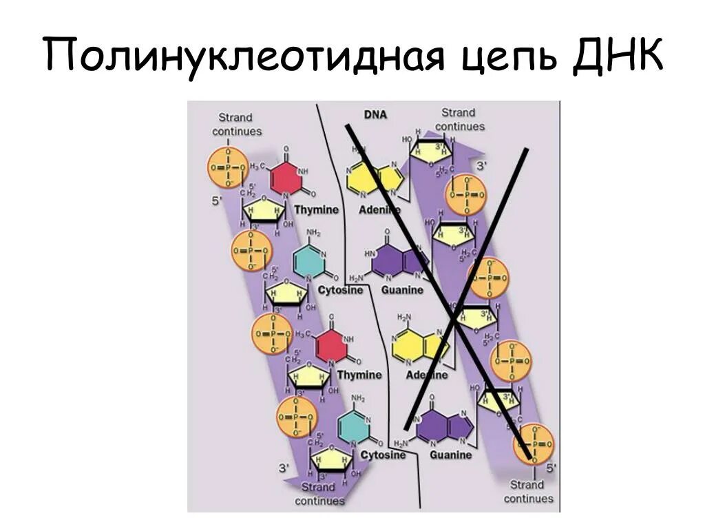 Полинуклеотидная цепь связи. Полинуклеотидная цепь ДНК. Образование полинуклеотидной цепи. Полинуклеотидных цепочек. Полинуклеиновая цепь.