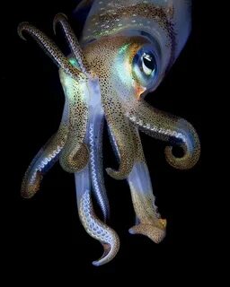 Squid