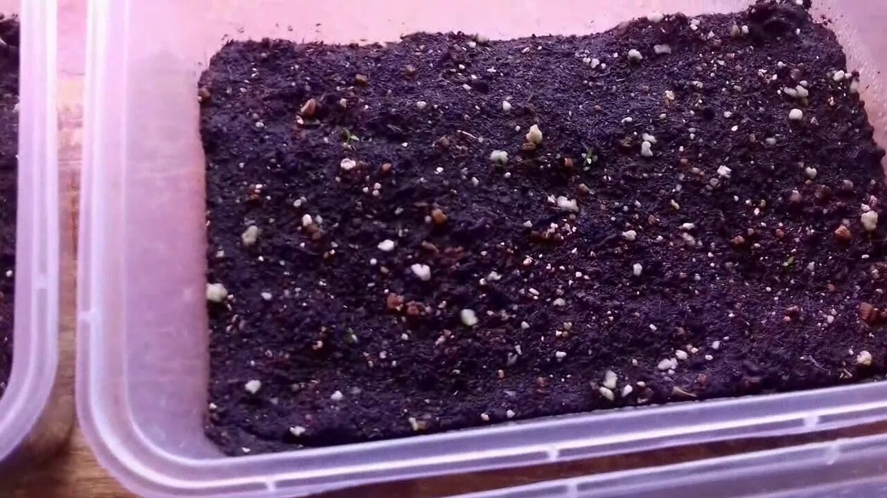 Сколько дней всходит эустома