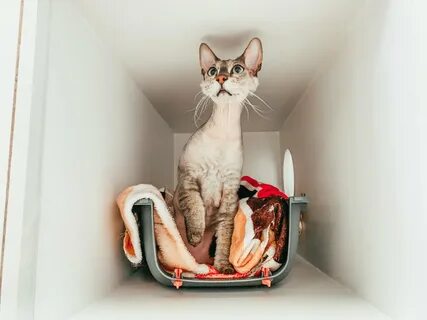 Передержка котят