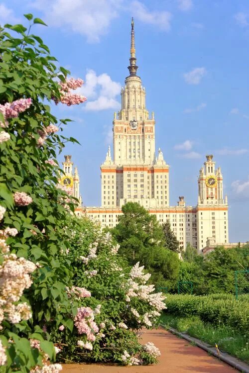 Мгу весной. МГУ Москва. Москва сирень МГУ. Сирень Московский университет. Сирень главное здание МГУ.