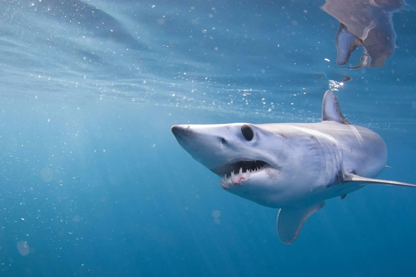 Опасна ли акула мако. Акула мако. Голубая акула мако. Серо голубая акула мако. Акула-мако (серо-голубая акула).