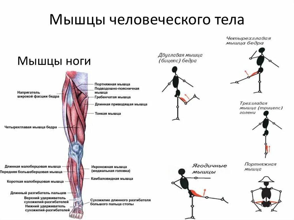 Назовите функции мышц