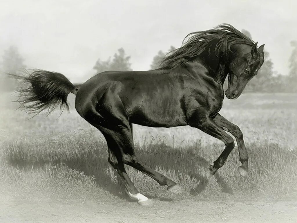 Черный конь скачет. Лошадь арабский скакун Мустанг. Пегая Фризская лошадь. Когут Блэк Хорс. Лошадь черный.