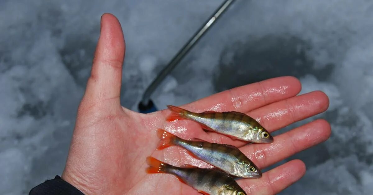 зимняя мормышка безмотылка. рыболовные хитрости зимой. зимняя рыбалка. рыбалка первый лед. зимняя рыбалка на щуку.