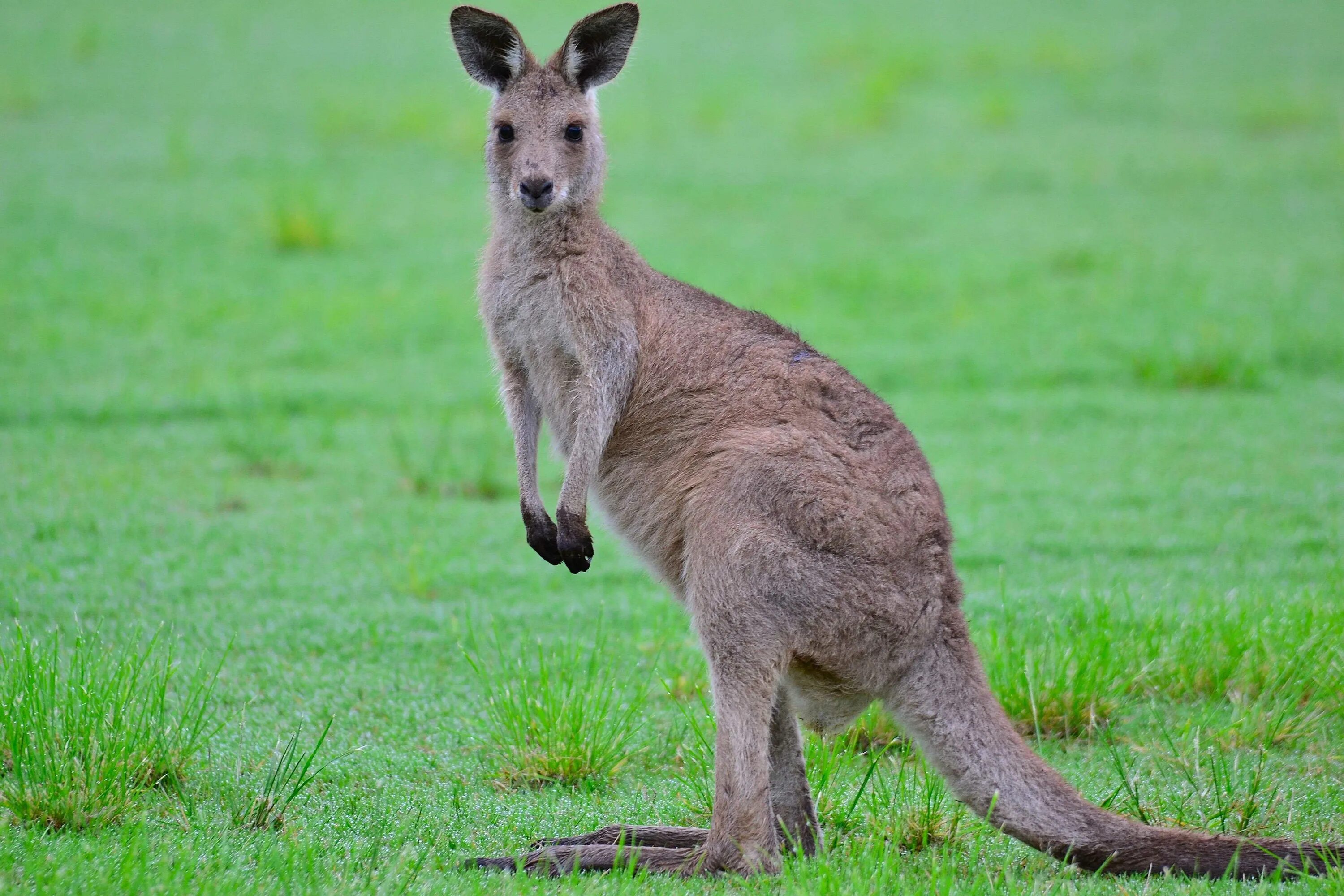 Животные Австралии кенгуру. Кенгуру в Австралии. Сумчатые кенгуру. Австралия Саванна с кенгуру. Кенгуру гранди