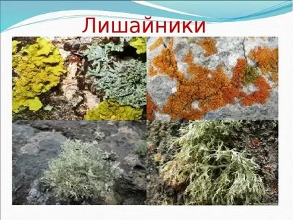 Какой тип питания характерен для лишайников арктики
