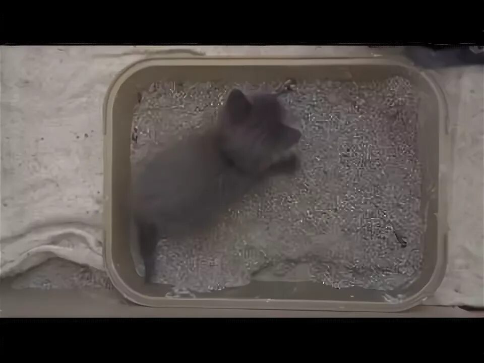 Котенок 2 месяца как приучить к лотку. Лоток для котенка 1 месяц. приучить кота к лотку в квартире легко и быстро. как приучить котенка к лотку мальчика легко и быстро. как приучить котёнка к лотку в квартире легко и быстро.