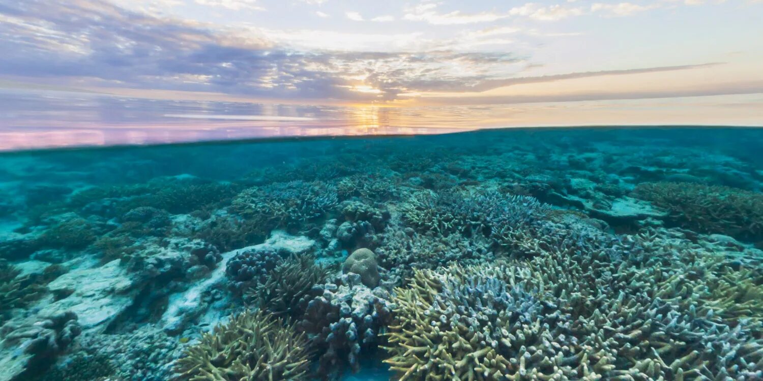 Воды тихого океана. Большой Барьерный риф. Остров Уилсон. Great Barrier Reef панорама. Австралия риф.