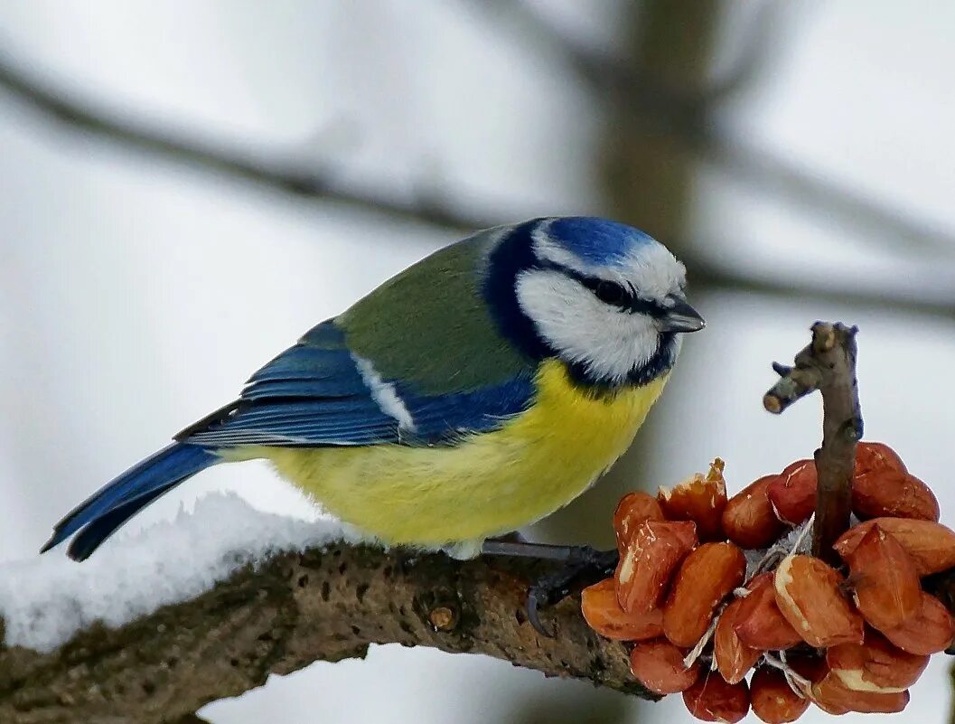 Синичка лазоревка. Синичка лазоревка. Синица лазоревка. Синичка лазоревка. Синица зимует.
