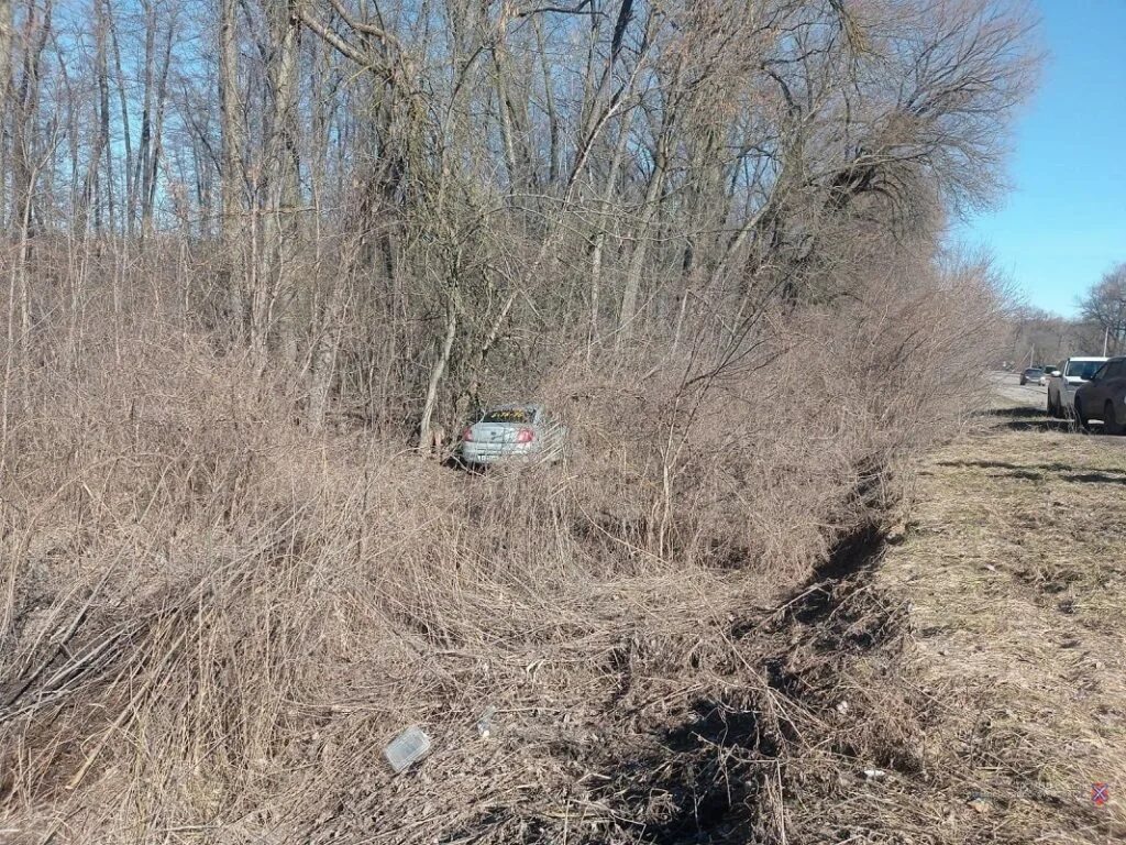 Деревья Волгоградской области. Авария в Волгоградской области.