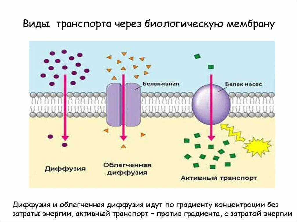 Схема транспорта веществ через полупроницаемую мембрану. Виды и механизмы транспорта веществ через биологическую мембрану. Мембранный транспорт пассивный активный облегченный. Мембранный транспорт строение и функции. Организация биологических мембран