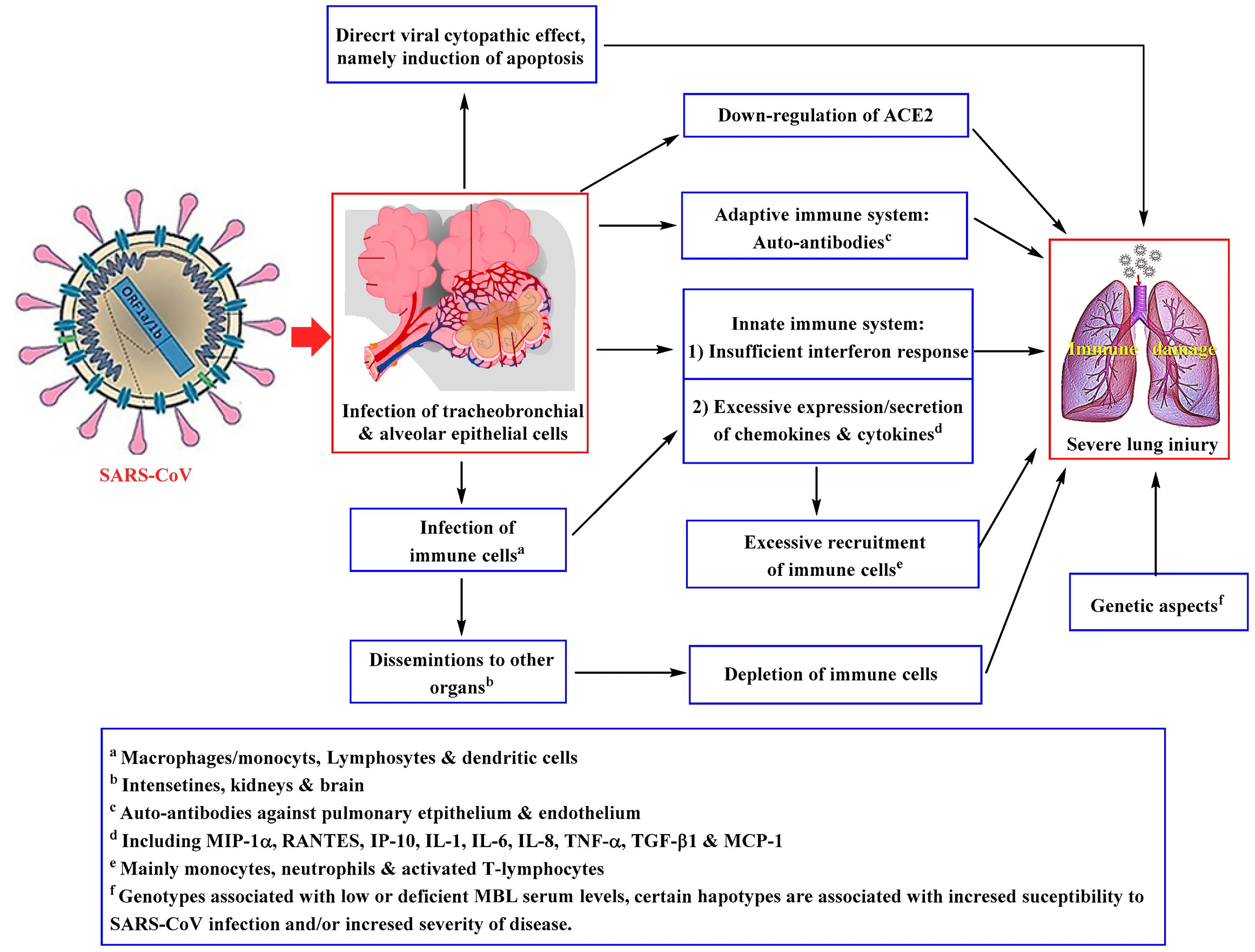 Respiratory virus. Патогенез коронавирусной инфекции схема. SARS cov патогенез. Патогенез новой коронавирусной инфекции. Патогенез SARS-cov-2.