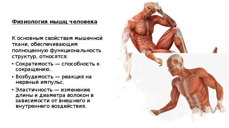 Общее свойство нервной и мышечной ткани. Физиология мышц. Мускулатура человека. Физиология мышц человека. Свойства мышц.