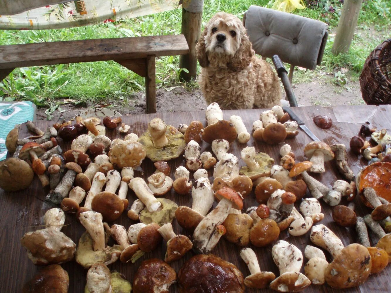 Можно собакам грибы