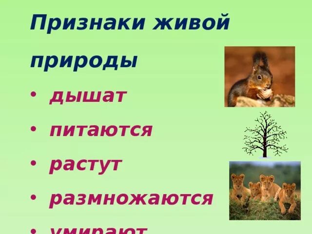 Каковы признаки живого ответ. Признаки живой природы. Царства живой природы презентация. Царства живой природы 2 класс. Сообщение о живой природе 2 класс.