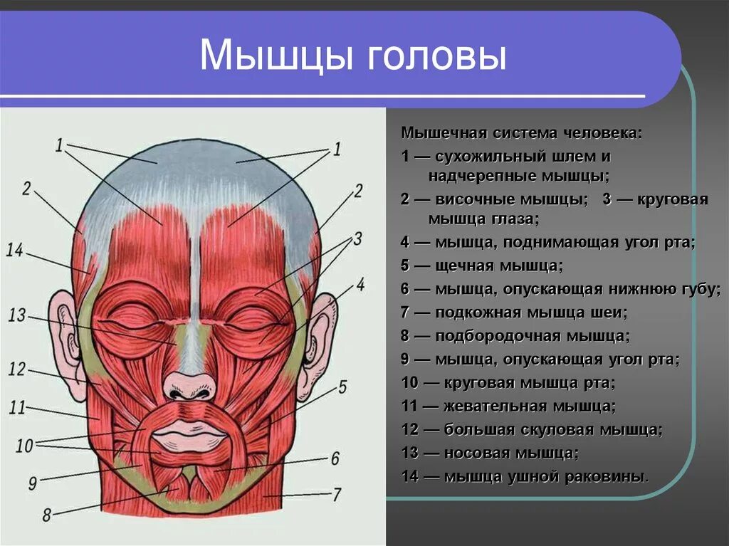 Мышечные головные