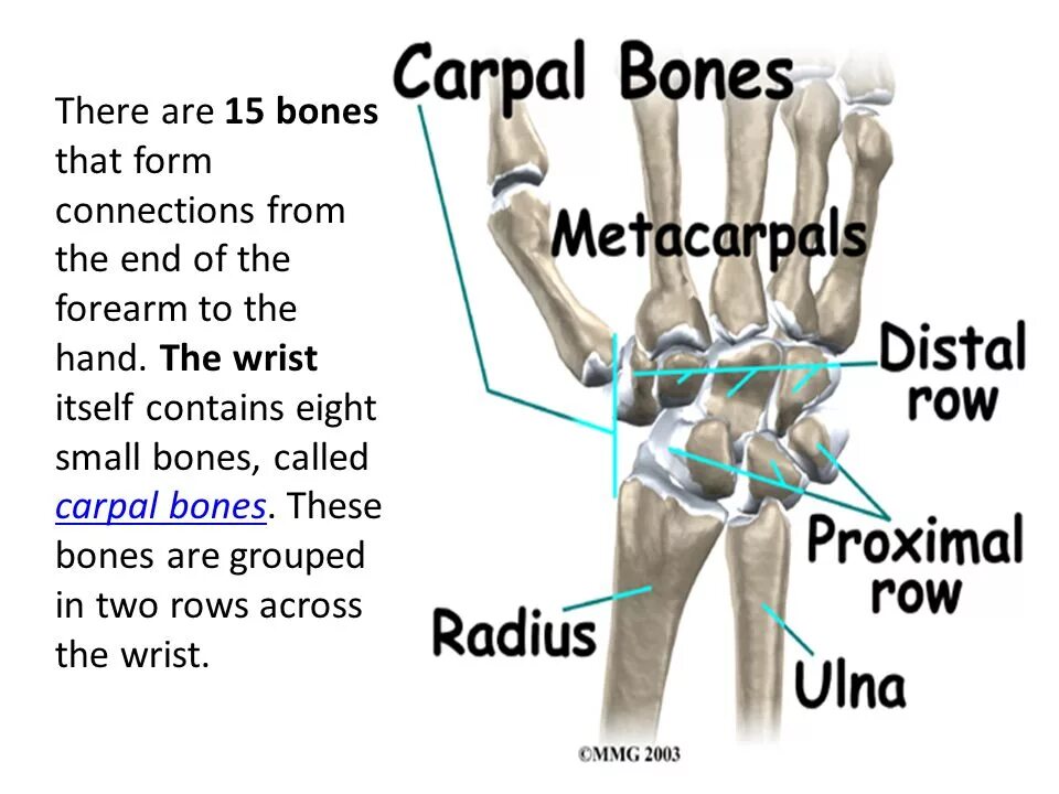 Стенд the hand. Bones in the forearm and Wrist.. The Bone Framework of the forearm are. Carpal Bones. The bones form