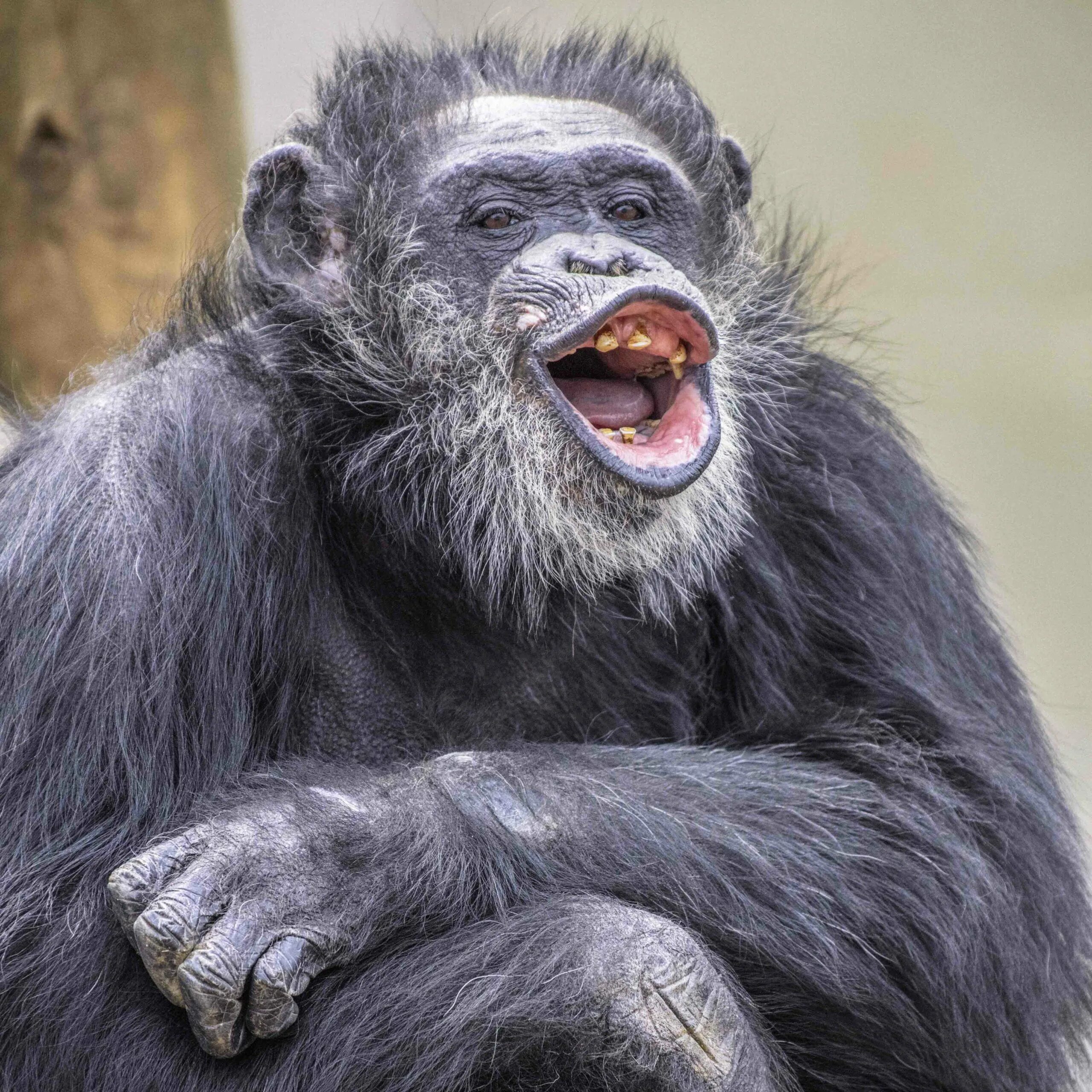 A chimp can перевод. Чимп. Chimpa chimpas. 3 Шимпанзе в море. Чимпи Чимпа.
