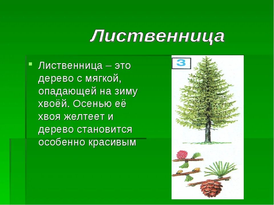 Хвойные растения свойства. Хвоинки лиственницы. Лиственница голосеменное. Хвоинки лиственницы описание. Лиственница хвоинки 4 класс.