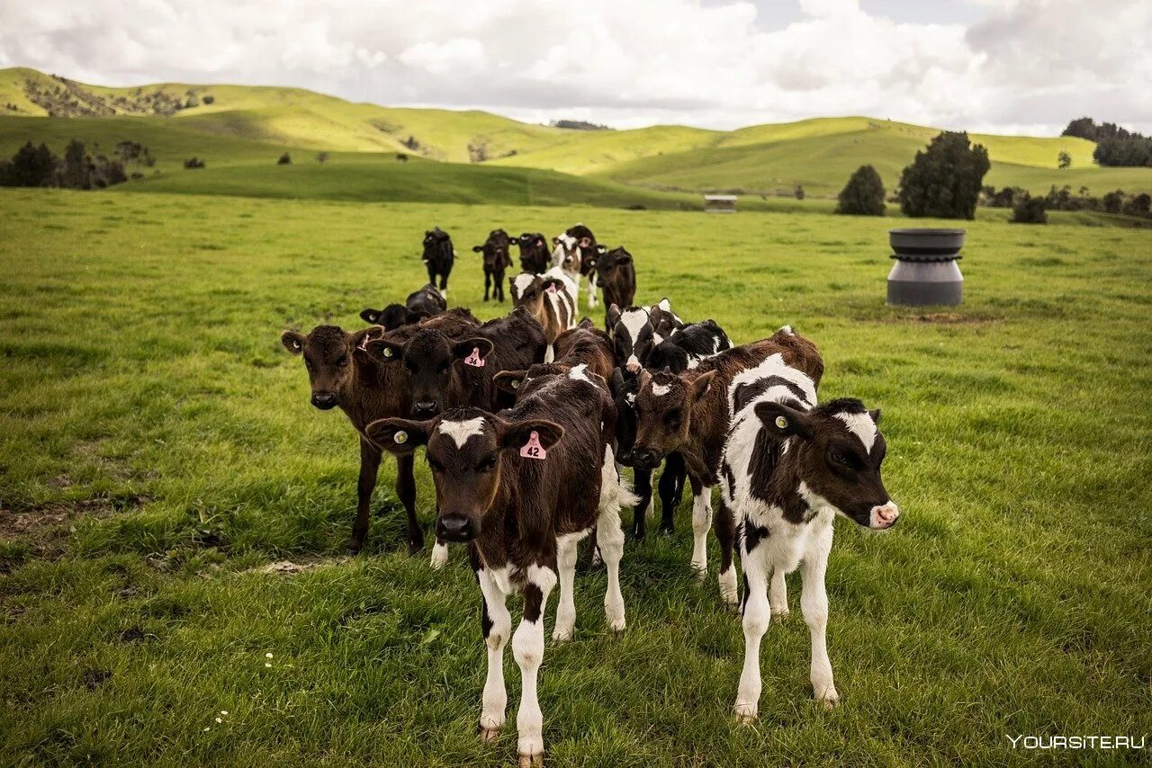 Промышленность новой зеландии. Новая Зеландия сельское хозяйство. Фермы животноводческие новая Зеландия. Сельскохозяйство в новой Зеландии. Пастбища крупного рогатого скота в Бразилии.