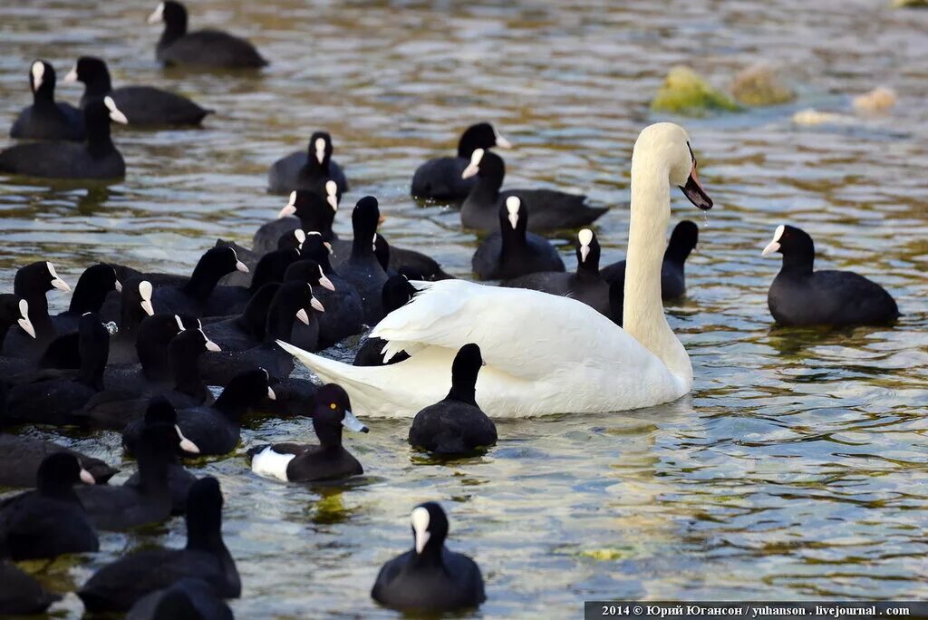 Черные птицы на Лебединое озеро Евпатория. Лебединое озеро (бухта). Черные птица в Севастополе. Лебединое озеро севастополь