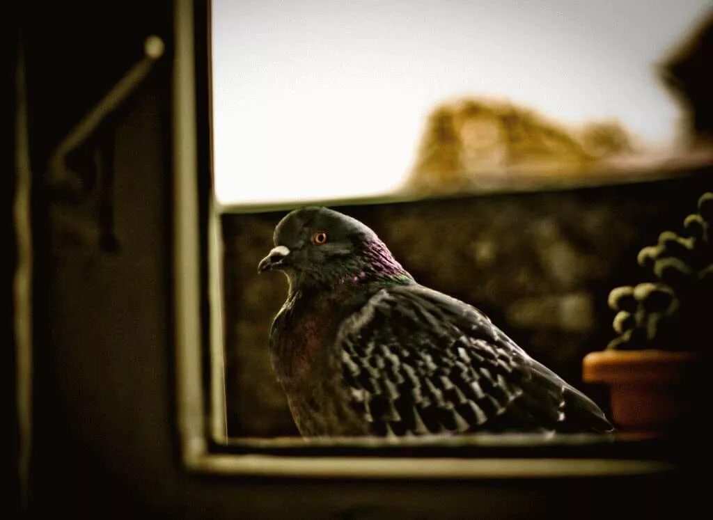 Иди за птичкой. Птицы на окна. Птица на подоконнике. Голубь за окном. Птица на подоконнике примета.