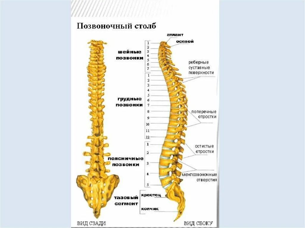 Скелет туловища Позвоночние. Скелет туловища Позвоночный столб позвонки. Скелет туловища Позвоночный столб и грудная клетка. Осевой скелет позвонок.