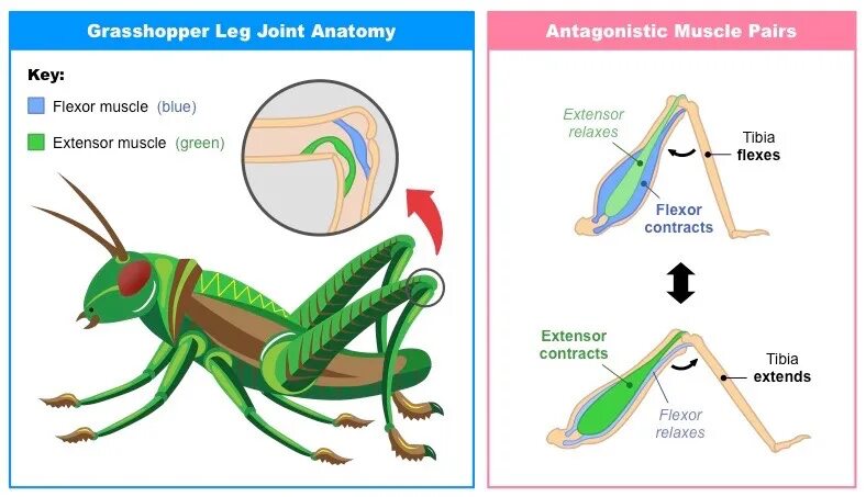 Строение конечности кузнечика. Строение мышечной системы насекомых. Мускулатура членистоногих. Мускулатура насекомых. Конечности пчелы и кузнечика ласты дельфина